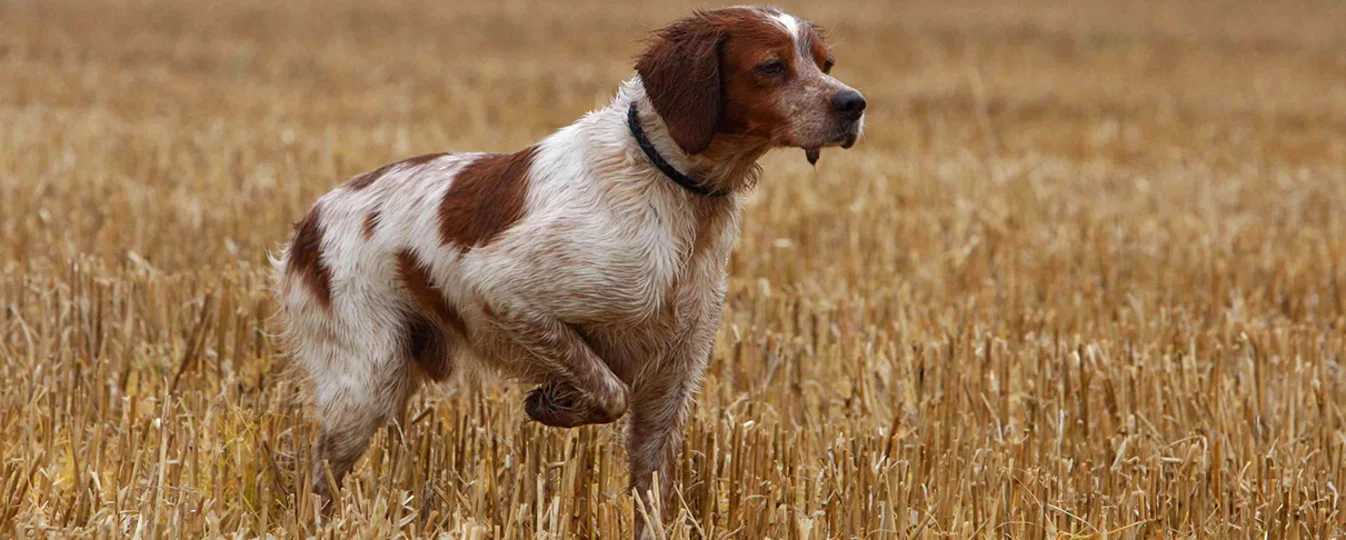 Epagneul breton, Société Centrale Canine