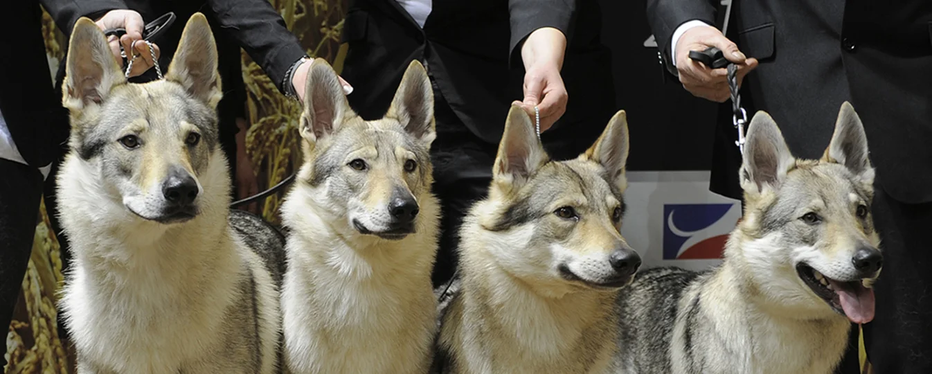 Chien Loup Tchecoslovaque Societe Centrale Canine