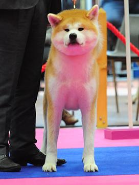 Trouver Un Chiot Societe Centrale Canine