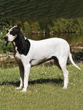 dressage chien kabylie
