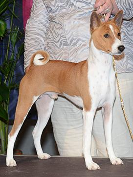 Trouver Un Chiot Société Centrale Canine