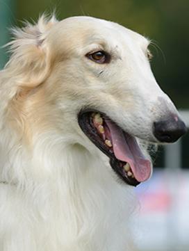Trouver Un Chiot Société Centrale Canine