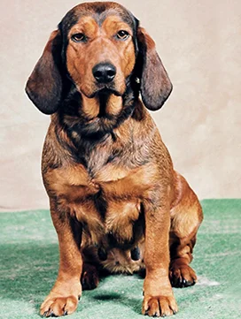 Trouver Un Chiot Societe Centrale Canine