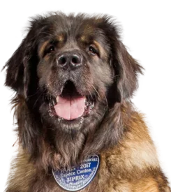 Chien de Leonberg