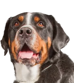 Grand Bouvier Suisse