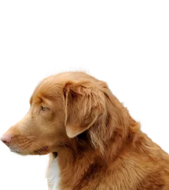Retriever de la Nouvelle Écosse