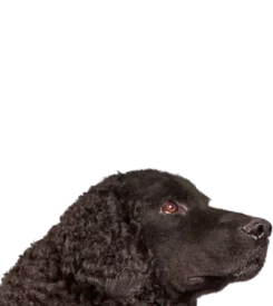 Retriever à Poil Bouclée