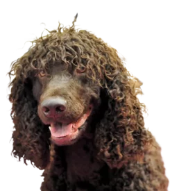 Chien d'Eau Irlandais