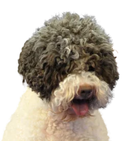 Chien d'Eau Romagnol