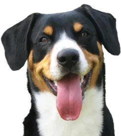 Bouvier de l'Entlebuch