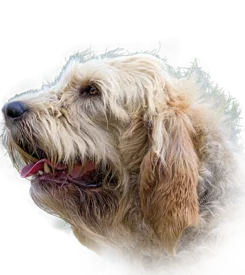 Chien de Loutre - Otterhound