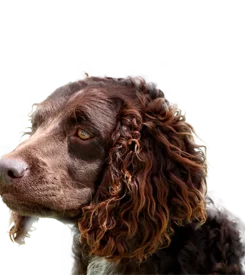 Chien d'Eau Américain