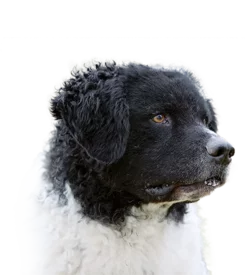 Chien d'Eau Frison
