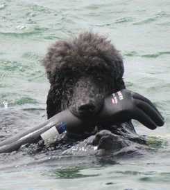 Caniche Royal