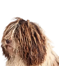 Chien d'Eau Espagnol
