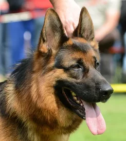 Berger Allemand