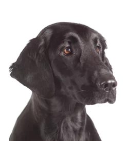 Retriever à Poil Plat