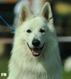 Berger Blanc Suisse