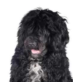 Chien d'Eau Portugais