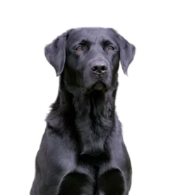 Labrador