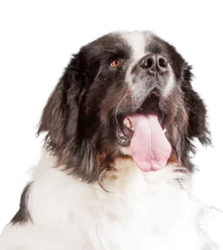 Landseer