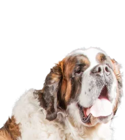 Saint-Bernard