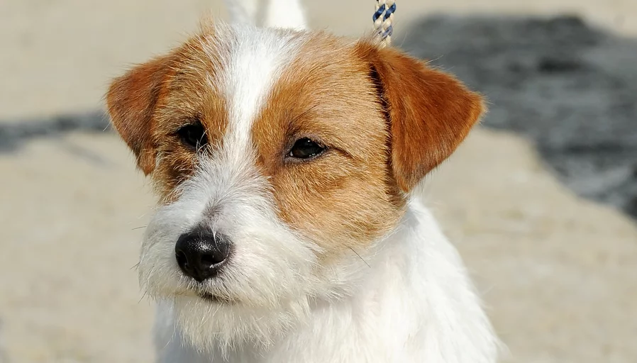 Les Troubles Digestifs Chez Le Chien Et Le Chat Societe Centrale Canine