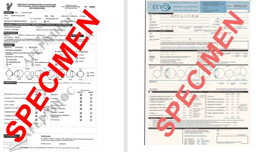 Rappels pour le dépistage des tares oculaires | Société Centrale Canine