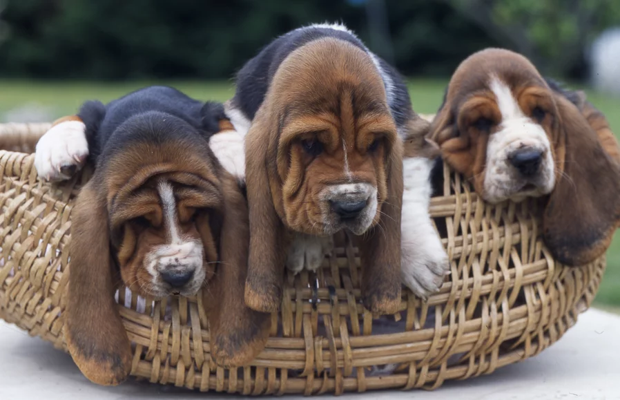 Les Statistiques Du Lof Depuis 1969 Societe Centrale Canine Les Statistiques Du Lof Depuis 1969 Societe Centrale Canine