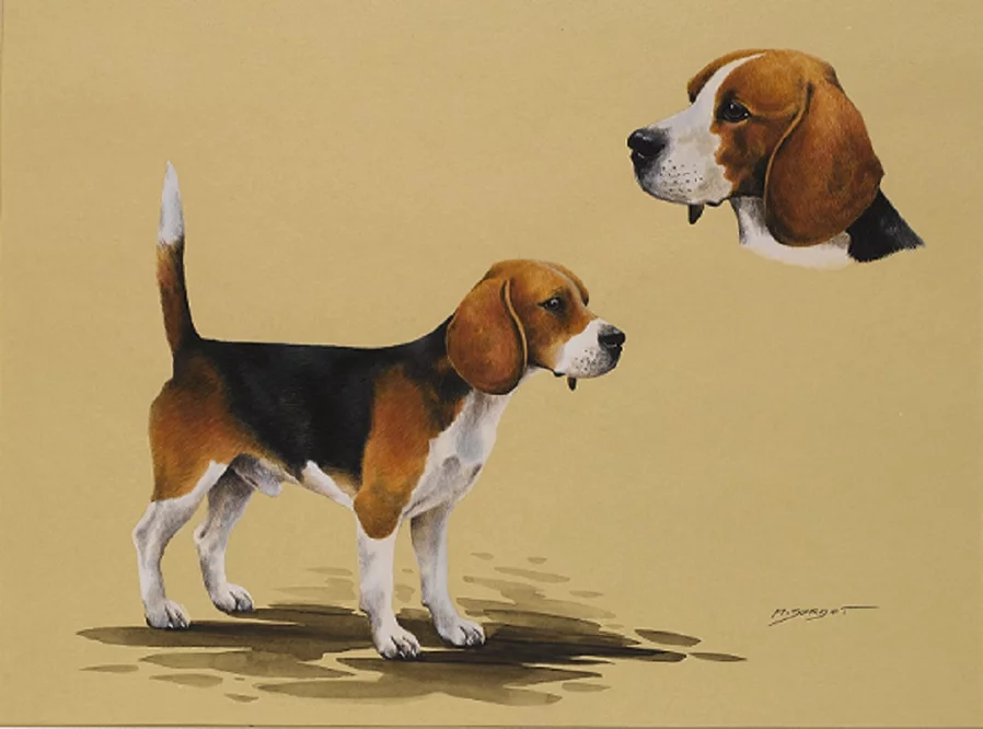 Beagle Societe Centrale Canine