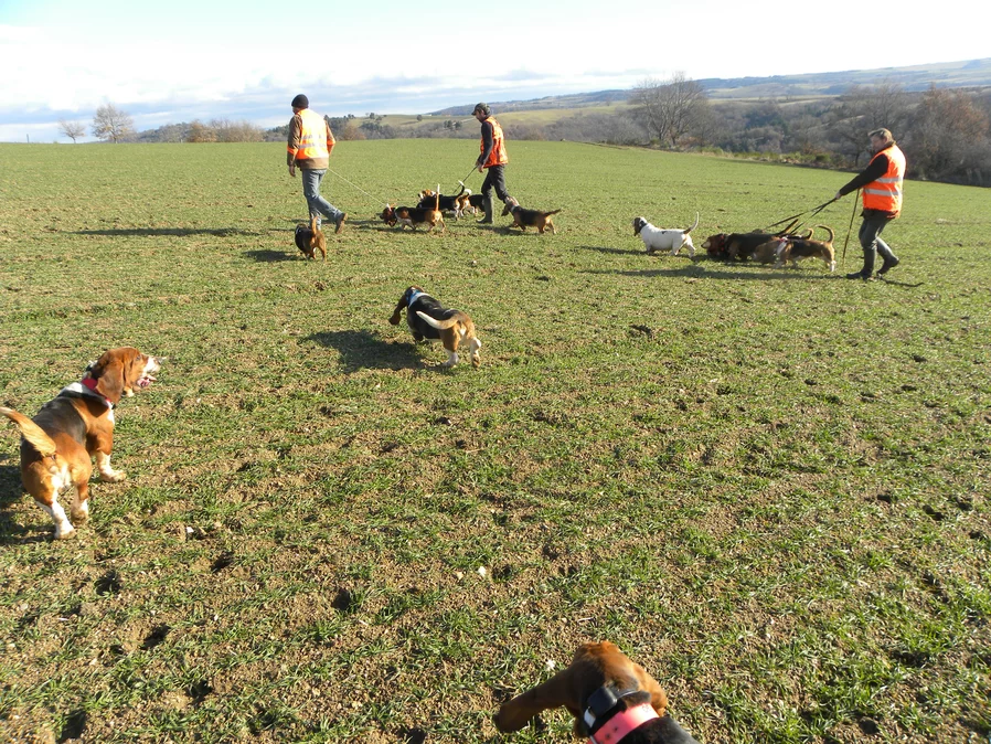 Calendrier Brevet De Chasse Chien Courant 2022 2023