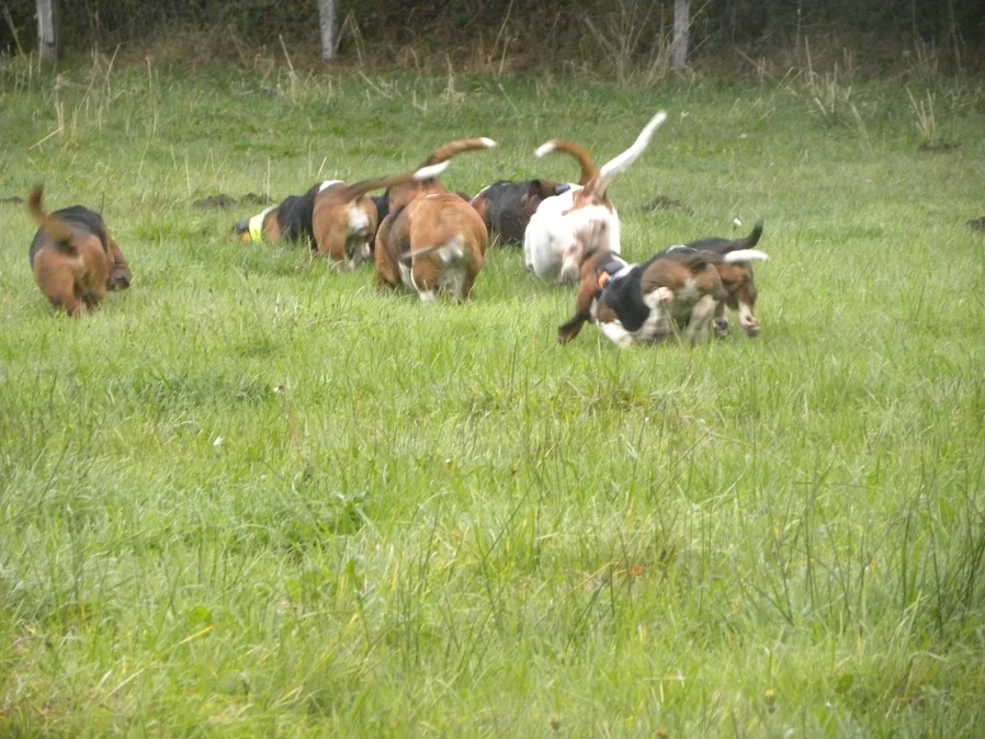 Calendrier Brevet De Chasse Chien Courant 2022 2023