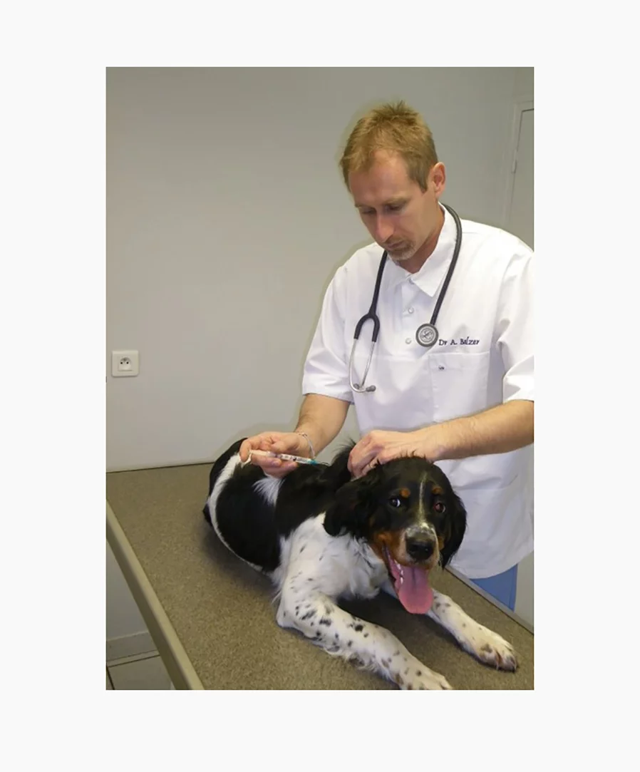 Vacciner : quand, comment, pourquoi ? Société Centrale Canine