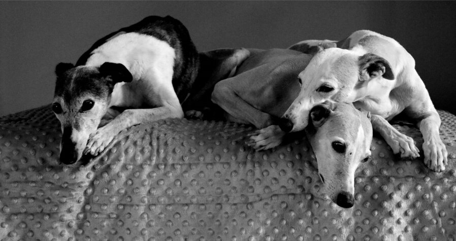 Of Cyly Of Course So British So Brilliant Societe Centrale Canine