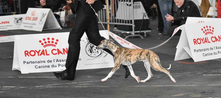 Of Cyly Of Course So British So Brilliant Société