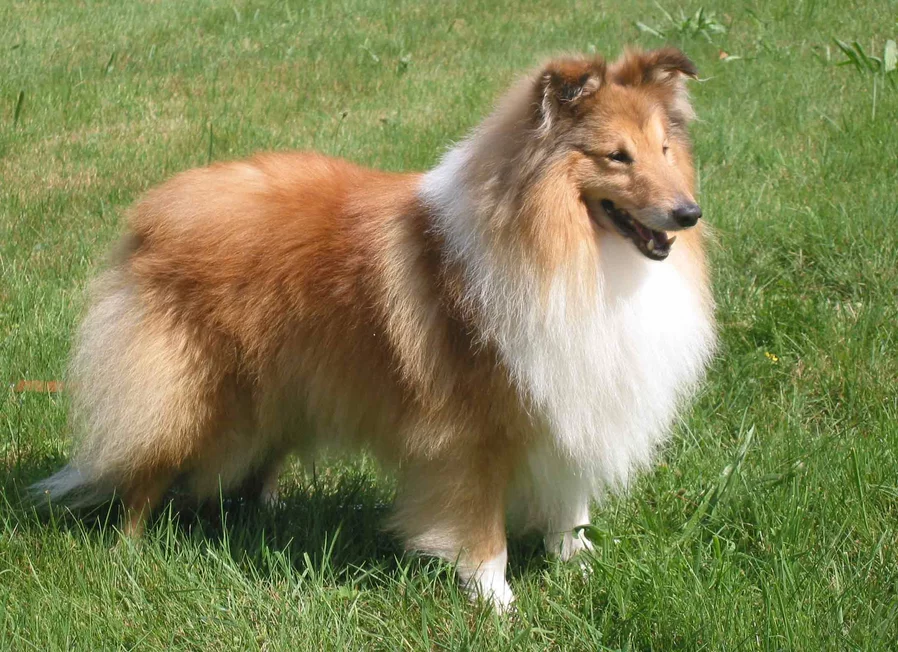 Les Couleurs Du Shetland Societe Centrale Canine