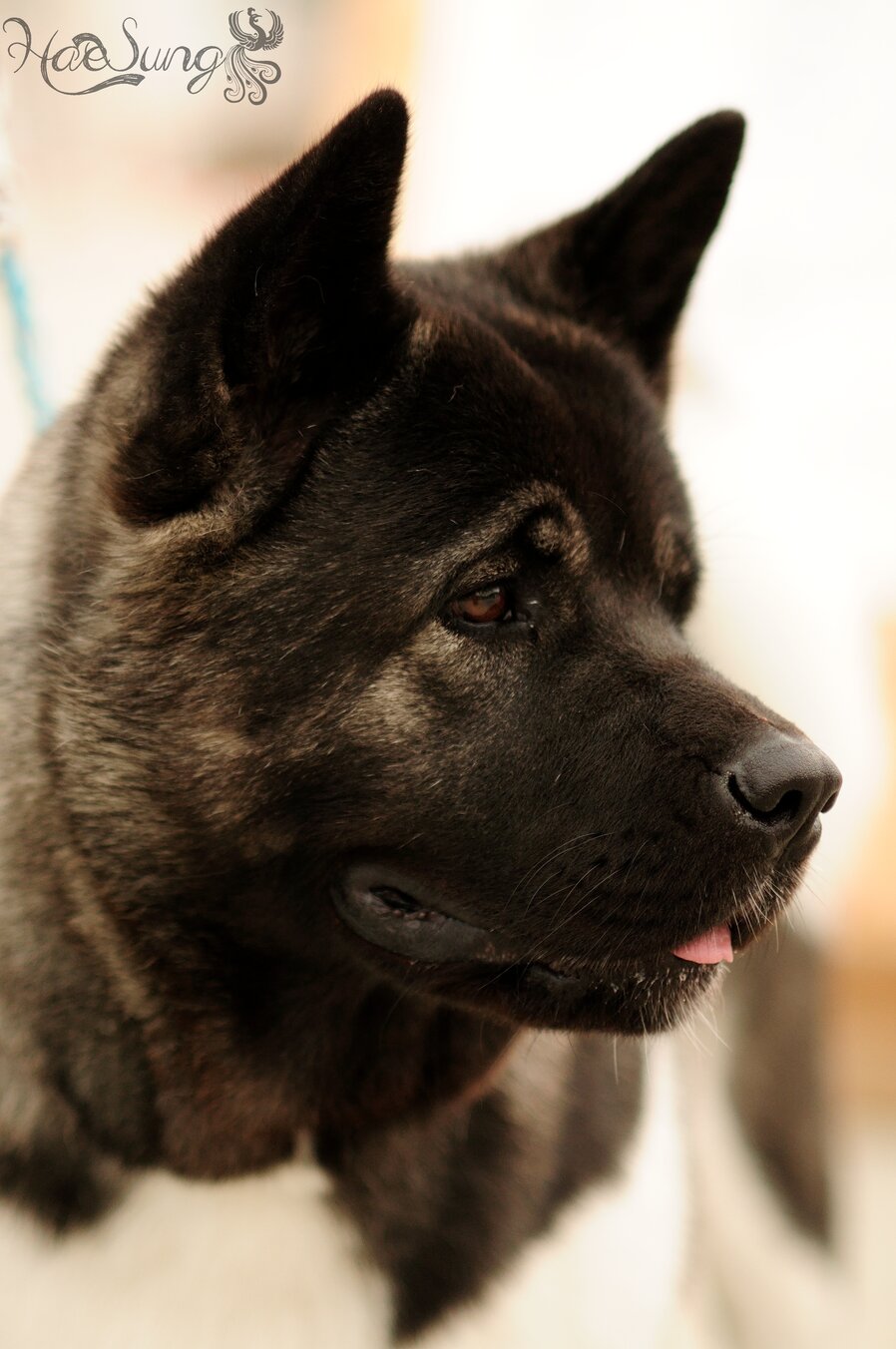Lakita Américain Est Il Un Chien Pour Tout Le Monde
