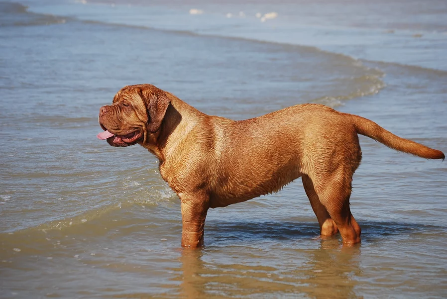 Le Dogue De Bordeaux 2eme Partie Caractere Et Fonctionnalite Societe Centrale Canine