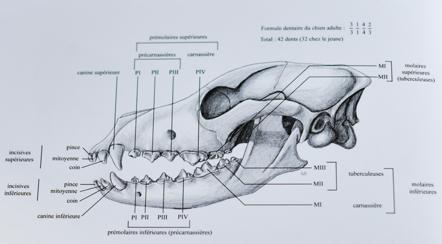 La Denture Du B B Societe Centrale Canine