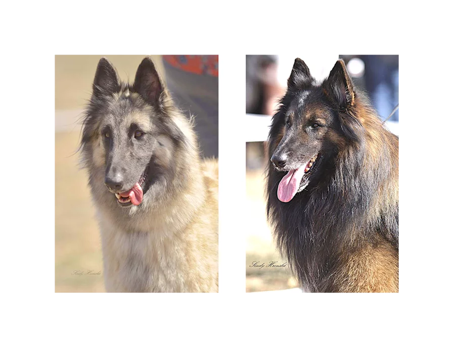 Le Tervueren Societe Centrale Canine