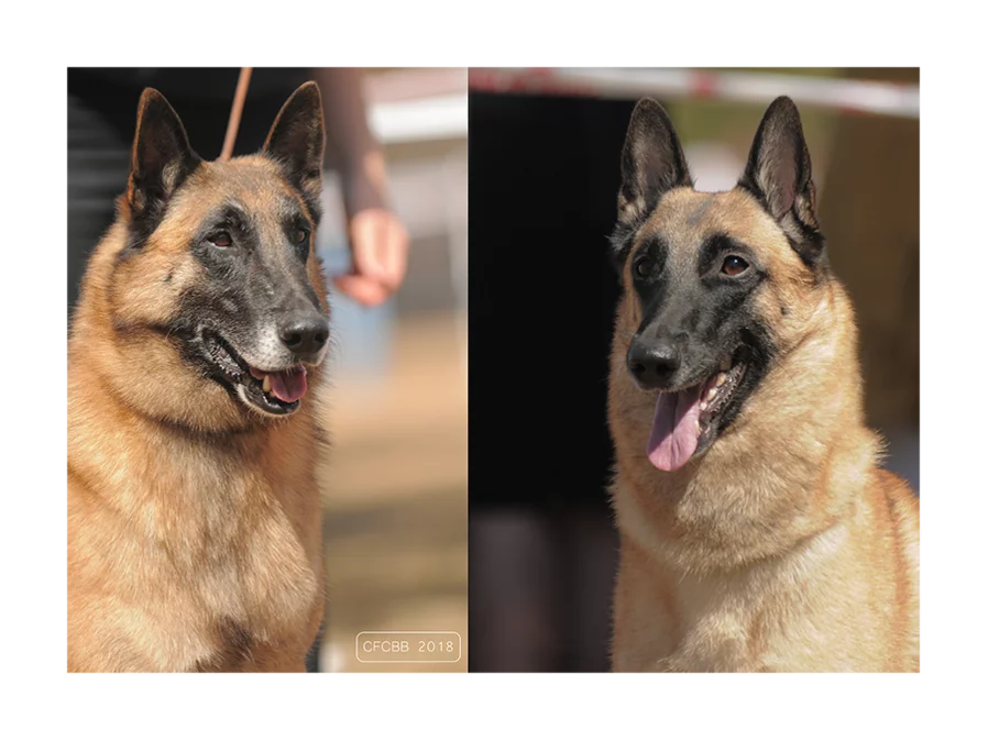 Le Malinois Societe Centrale Canine