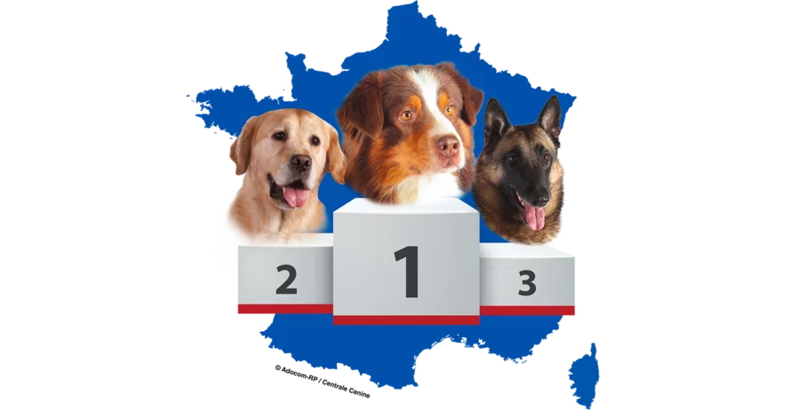 race de chien de race