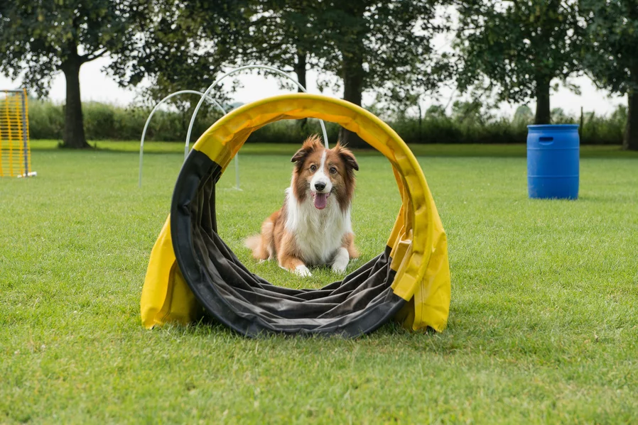 Un chien croisé border collie attend derrière un tunnel sur un parcours de hoopers.