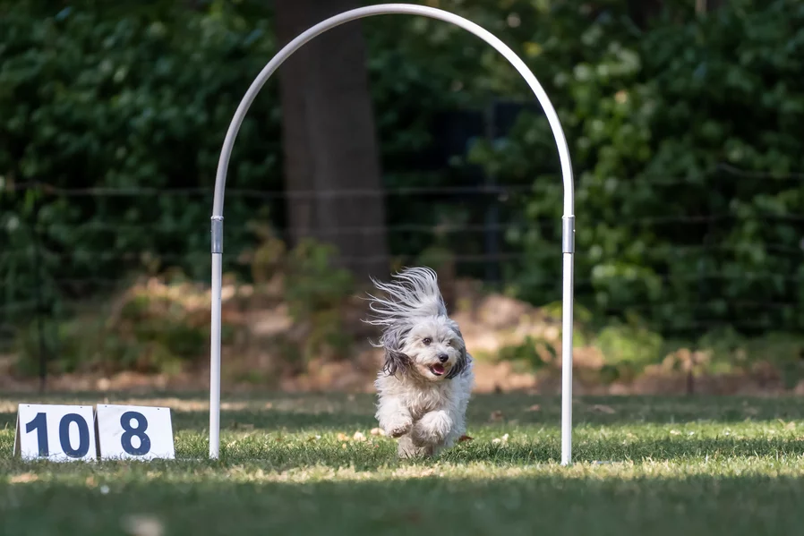 Un chien d'apparence bichon havanais passe en courant sous un arceau, dit "hoop" en compétition de hoopers.