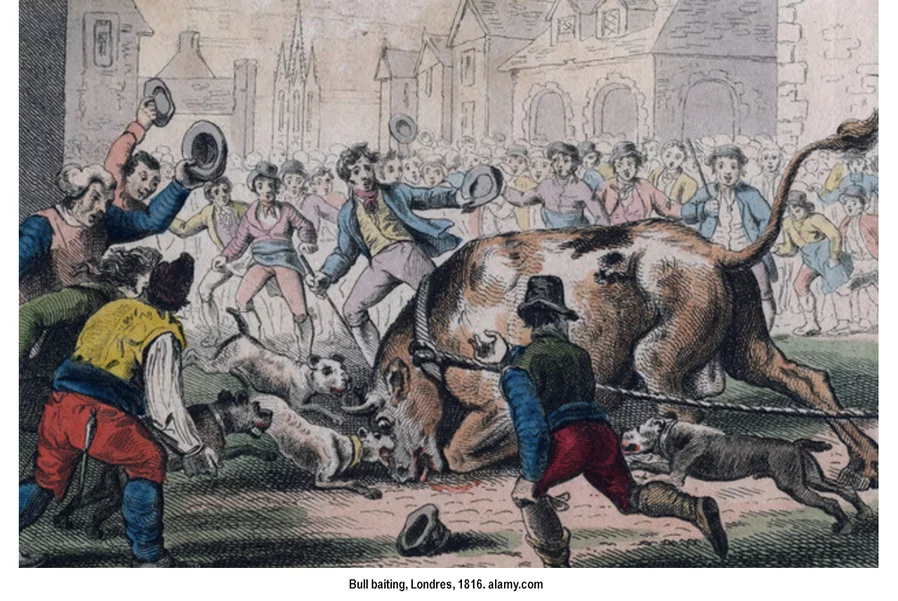 Bull baiting, Londres, 1816.