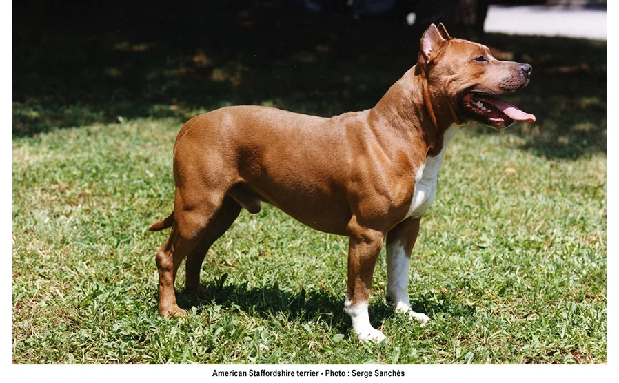 L american Staffordshire terrier le caract re et la