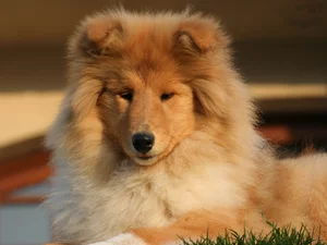 L Anomalie De L œil Du Colley Societe Centrale Canine