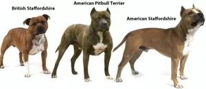 Staff et 2024 staffy