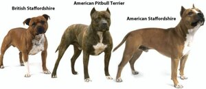 Confusion Et Risques Lies Au Sbt Non Lof Societe Centrale Canine