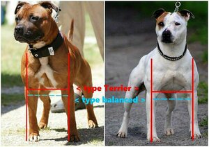 les types et H | Société Centrale Canine